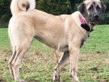 Chiot de race Kangal femelle à donner