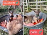 Ballotin et Basil, chiots à adopter en association
