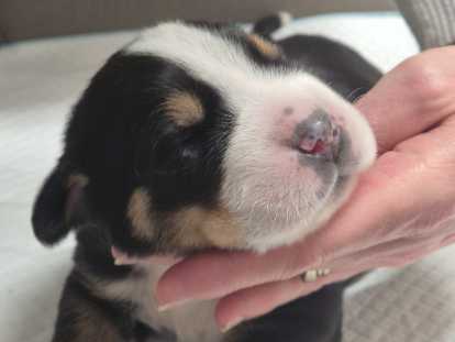 Chiots de race Grand Bouvier Suisse à vendre (2 femelles & 9 mâles)