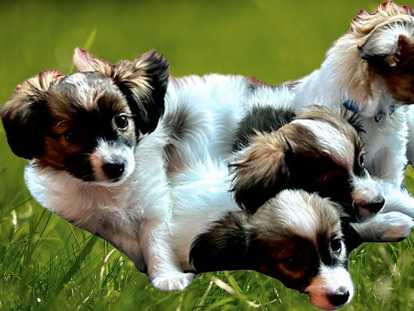 Chiots Épagneul Nain Continental à vendre