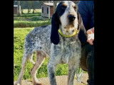 Disponible à l’adoption : chien Grand Bleu de Gascogne tricolore de 2 ans