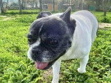 En quête d’un foyer : chienne Bouledogue Français noire et blanche de 7 ans