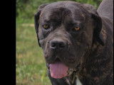 Disponible à l’adoption : chien Cane Corso de 3 ans