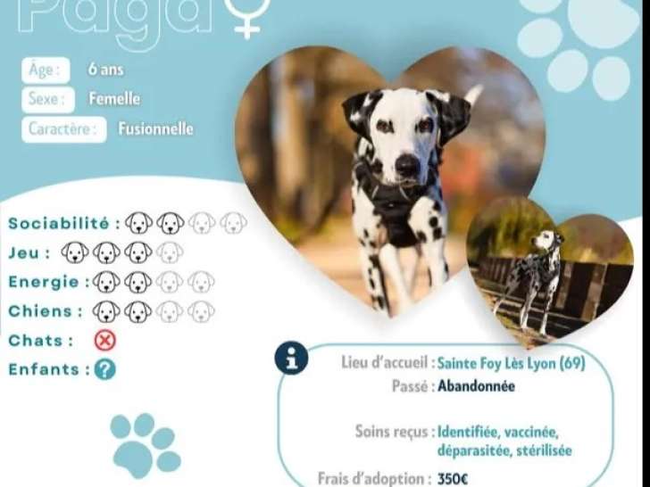 Disponible à l’adoption : chienne Dalmatien de 6 ans au pelage noir et blanc