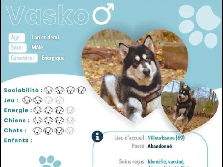 Prêt pour l’adoption : chien Malamute de l’Alaska au pelage noir et blanc