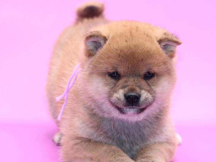À réserver, 3 chiots mâles Shiba Inus LOF roux et blanc de décembre 2025