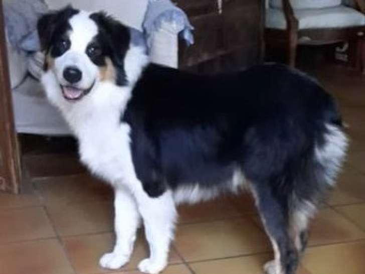 2 chiots Bergers Australiens LOF nés en mars 2025, 1 mâle et 1 femelle noir tricolore à vendre
