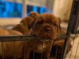 7 chiots Dogues de Bordeaux LOF à réserver