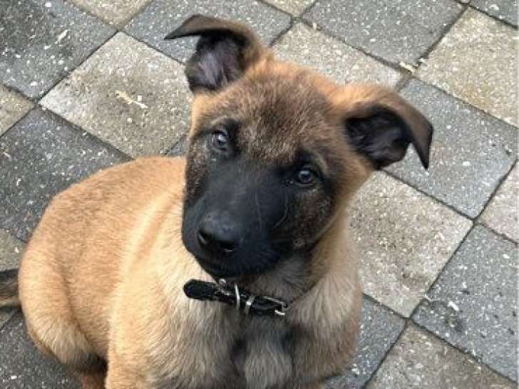 Chiot Berger Belge Malinois LOF mâle né en novembre 2025 à vendre, couleur fauve