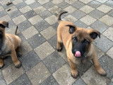 Chiot Berger Belge Malinois LOF mâle né en novembre 2025 à vendre, couleur fauve