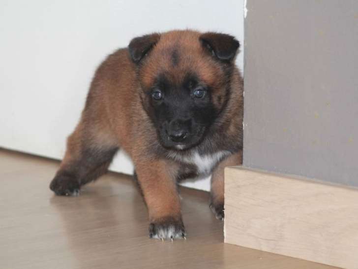 4 chiots Bergers Belges Malinois LOF nés en décembre 2025 à réserver