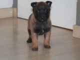 4 chiots Bergers Belges Malinois LOF nés en décembre 2025 à réserver