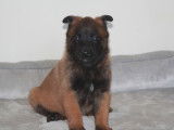 4 chiots Bergers Belges Malinois LOF nés en décembre 2025 à réserver