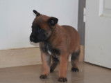 4 chiots Bergers Belges Malinois LOF nés en décembre 2025 à réserver