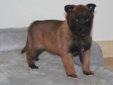 4 chiots Bergers Belges Malinois LOF nés en décembre 2025 à réserver