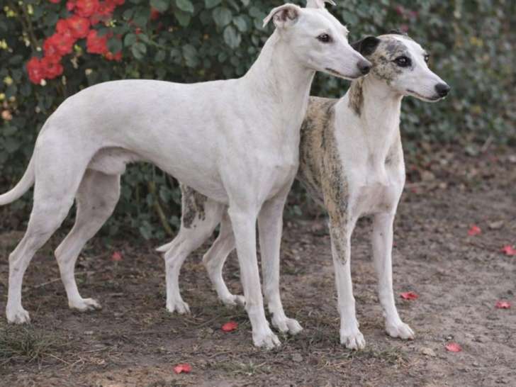 Chiots Whippets LOF à réserver, naissance prévue en février 2026