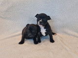 7 chiots Staffordshire Bull Terriers LOF nés en janvier 2026 à réserver, 5 femelles et 2 mâles bringés