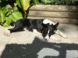 Chiot Basenji noir et blanc à vendre