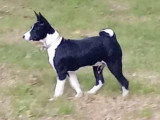 Chiot Basenji noir et blanc à vendre