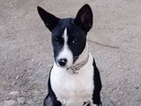 Chiot Basenji noir et blanc à vendre
