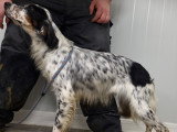 Setter Anglaise Tricolor LOF femelle adulte à vendre
