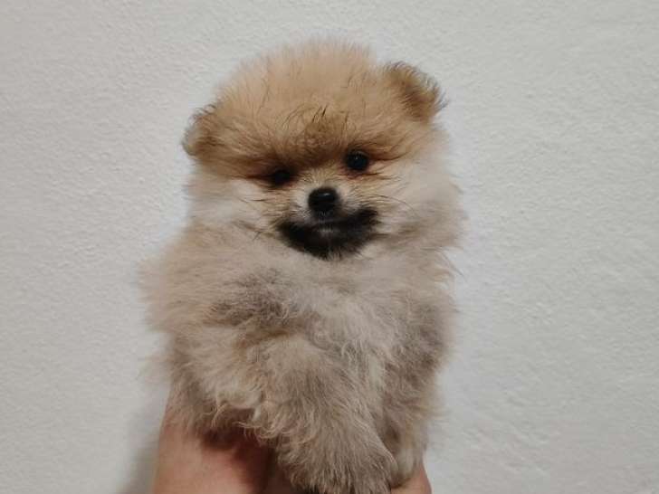 2 chiots mâles Spitz Poméraniens LOF sable nés en novembre 2025 à vendre