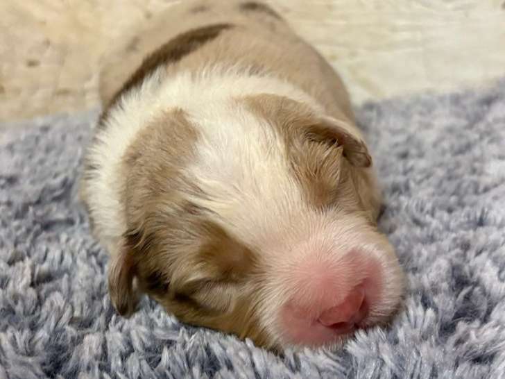 5 chiots Bergers Américains Miniatures LOF nés en décembre 2025 à réserver