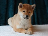 À vendre, 1 chiot Shiba Inu LOF, femelle née en novembre 2025