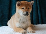À vendre, 1 chiot Shiba Inu LOF, femelle née en novembre 2025