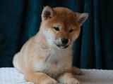 À vendre, 1 chiot Shiba Inu LOF, femelle née en novembre 2025