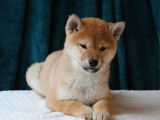 À vendre, 1 chiot Shiba Inu LOF, femelle née en novembre 2025
