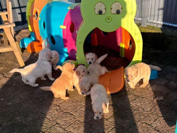 11 chiots Golden Retrievers LOF de décembre 2025 à vendre