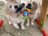 11 chiots Golden Retrievers LOF de décembre 2025 à vendre
