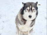 1 chienne Husky de Sibérie à vendre, LOF née en mai 2018, gris et blanc