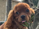 Chiot Cavalier King Charles LOF à vendre, pelage ruby, né en mai 2025