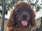 Chiot Cavalier King Charles LOF à vendre, pelage ruby, né en mai 2025
