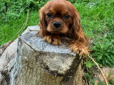 Chiot Cavalier King Charles LOF ruby,