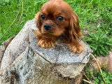 Chiot Cavalier King Charles LOF ruby,