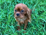Chiot Cavalier King Charles LOF ruby,