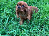 Chiot Cavalier King Charles LOF ruby,