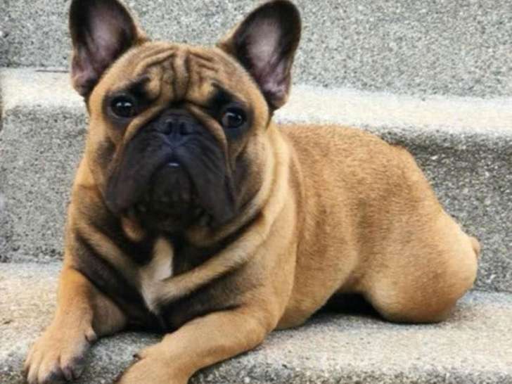 Vente d’un chien Bouledogue Français LOF d’août 2020