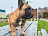 Vente d’un chien Bouledogue Français LOF d’août 2020