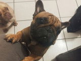 Vente d’un chien Bouledogue Français LOF d’août 2020