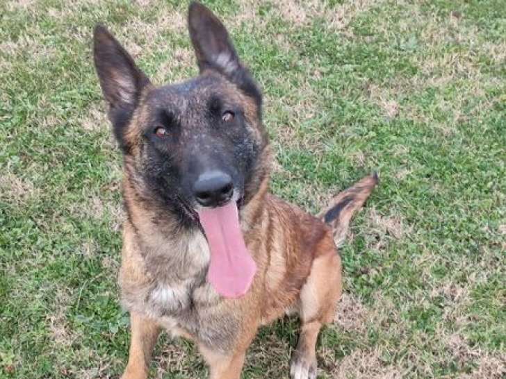 1 chienne Berger Belge Malinois LOF à vendre