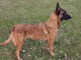 1 chienne Berger Belge Malinois LOF à vendre