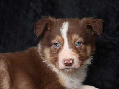 Mâle rouge tricolore