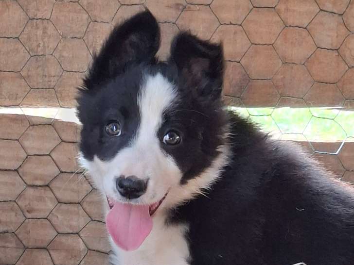 Chiots Border Collie à vendre