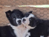 Chiots Border Collie à vendre