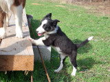 Chiots Border Collie à vendre
