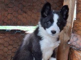 Chiots Border Collie à vendre